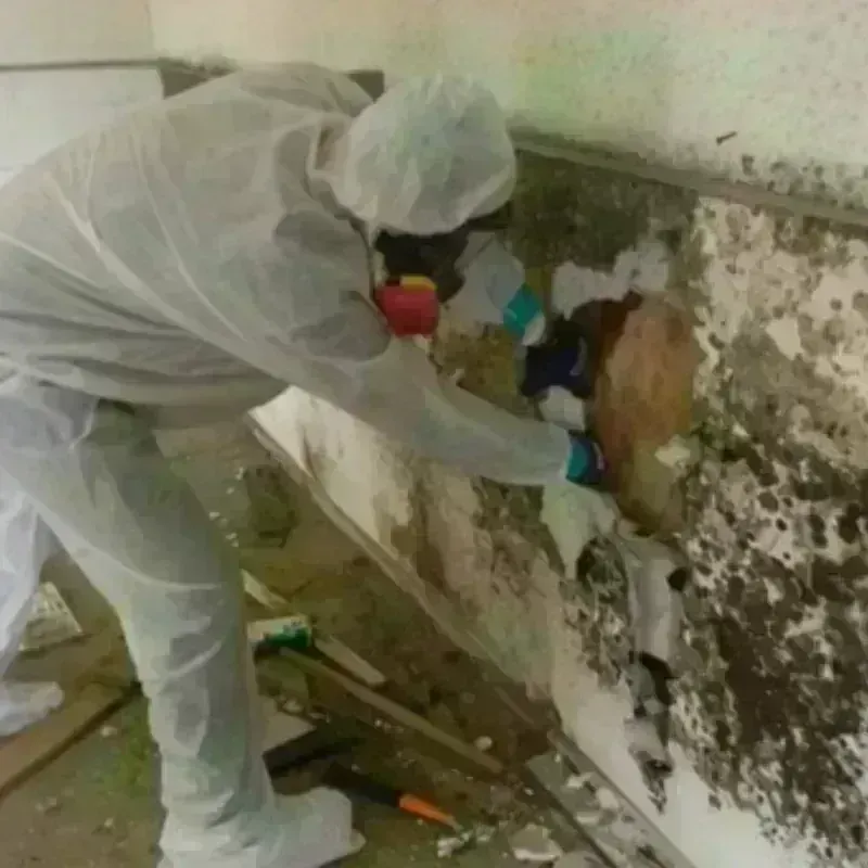 Mold Remediation and Removal in Bristol, TN